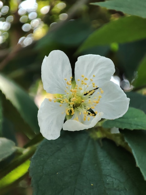 Kleine witte bloem close-up weergave