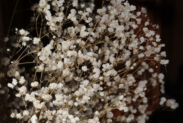 Kleine witte bloem