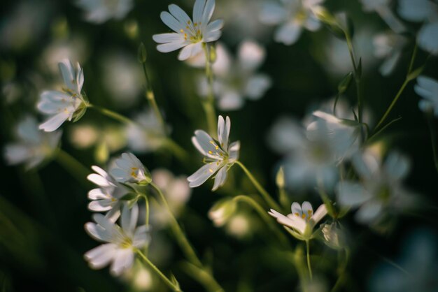 Kleine witte bloemen in een eco-concept van hoge kwaliteit