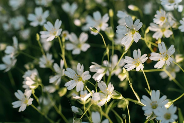 Kleine witte bloemen in een eco-concept van hoge kwaliteit