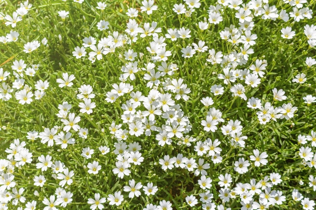 Kleine witte bloemen op de weide