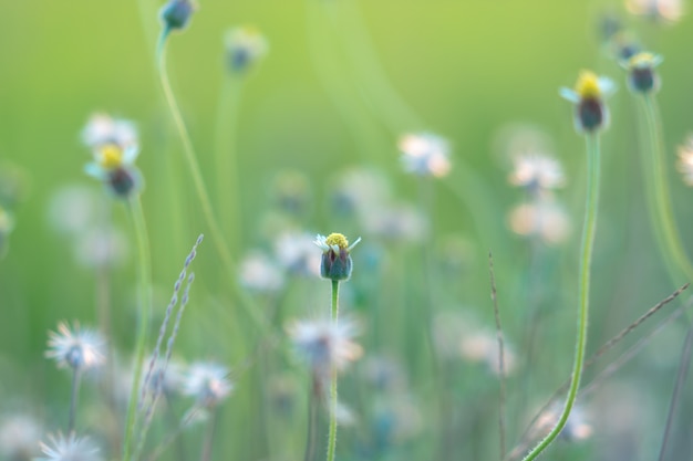 Kleine witte bloemen op een bont vage achtergrond. Zomer aard achtergrond.