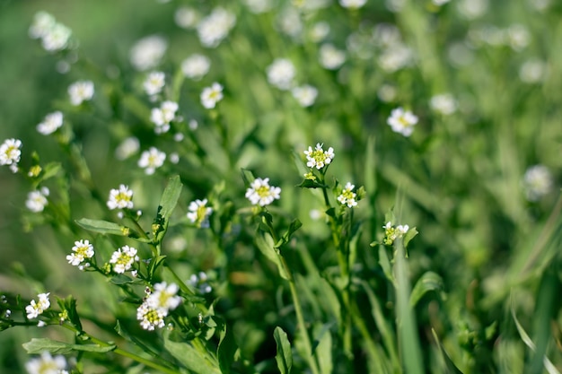 Kleine witte bloemen op een groene wazige grasachtergrond Wilde bloemen bloemenachtergrond