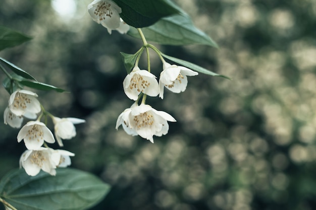 Kleine witte bloemen op groen