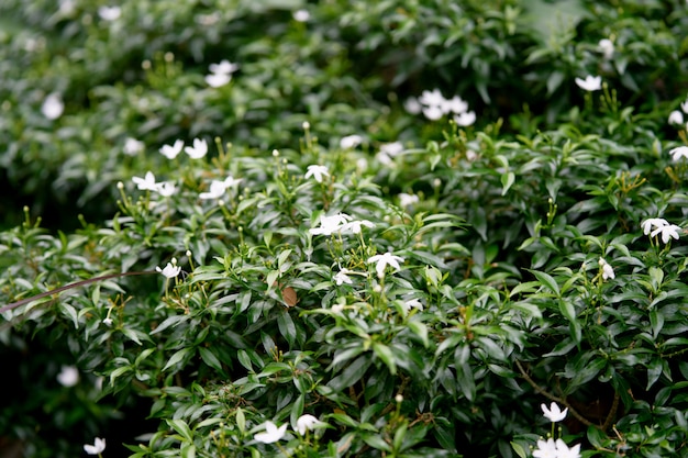 Kleine witte bloemen op struik in tuin