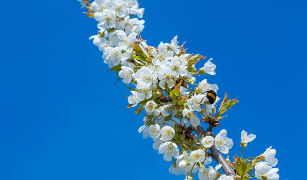 Kleine witte bloemen tegen de hemel