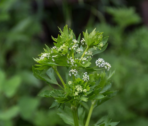 Kleine witte bloemen van de selderij in de tuin in het voorjaar