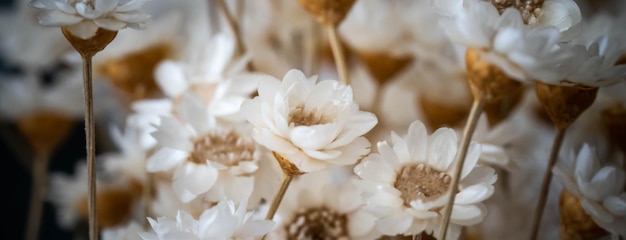 Kleine witte bloemen van dichtbij geweldige natuur