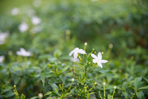 kleine witte bloemen