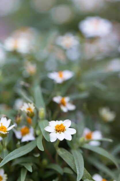 Kleine witte bloemen