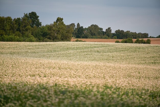 Kleine witte bloemenveld Horizontale foto van een landbouwveld