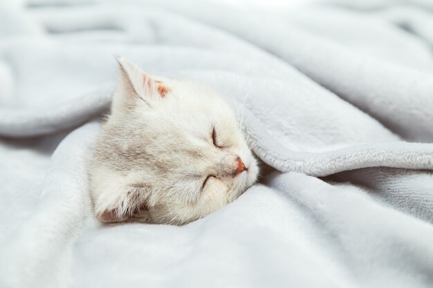 Kleine witte Britse kitten slapen op een grijze deken Grappig huisdier Kopieer de ruimte