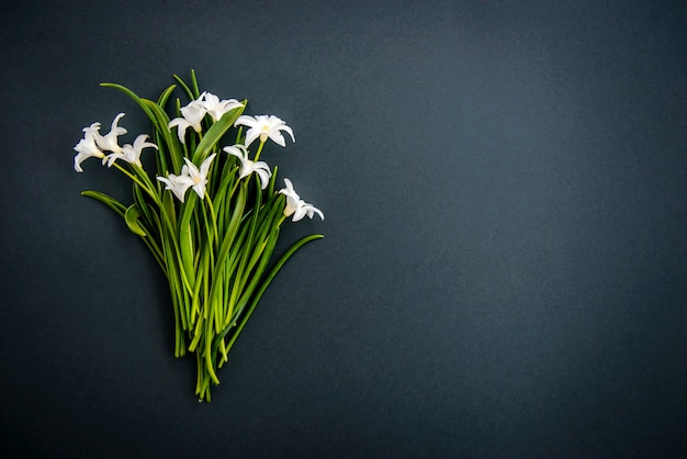 Kleine witte chionodoxa-bloemen op donkergroene achtergrond