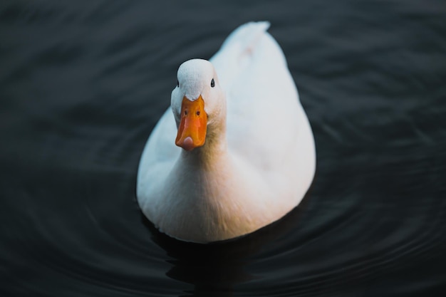 Kleine Witte Eend zwemt op het meer