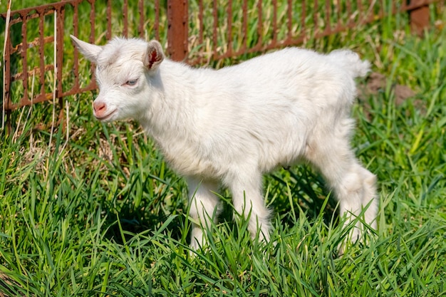 Kleine witte geit loopt op het groene gras