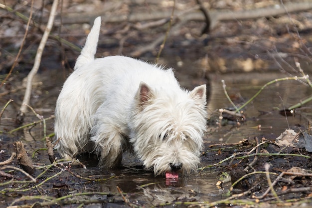 Kleine witte hond