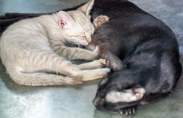 Kleine witte kitten schattige knuffel moeder kat