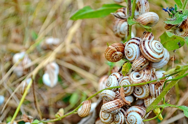 Kleine witte Krim slakken op gras