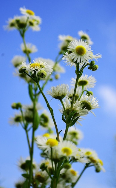 Kleine, witte margriet wilde bloemen