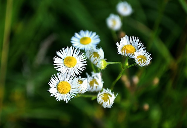 Kleine, witte margriet wilde bloemen