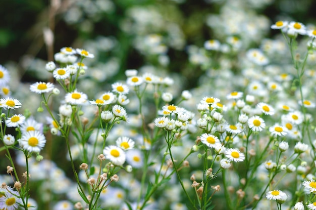 Kleine witte margriet wilde bloemen