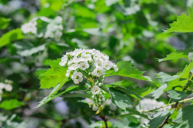 Kleine witte meidoornbloemen bloeien in het voorjaar