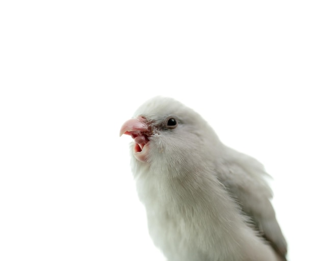 Kleine witte papegaai parkiet Forpus vogel witte isolatie achtergrond