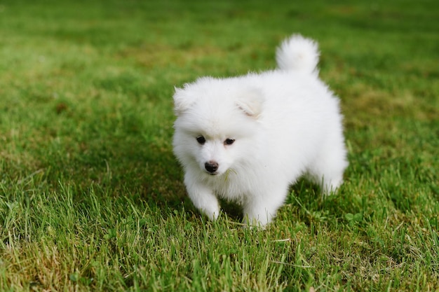 Kleine witte pup buiten in het park. Detailopname. Pomsky-puppyhond. Schattige mini husky hondje