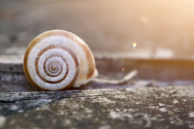 kleine witte slak op de grond in de natuur