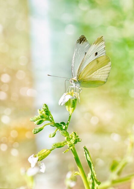 Kleine witte vlinder op witte bloem