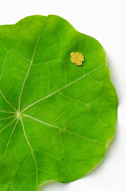 Kleine witte vlindereieren op een Oost-Indische kersblad