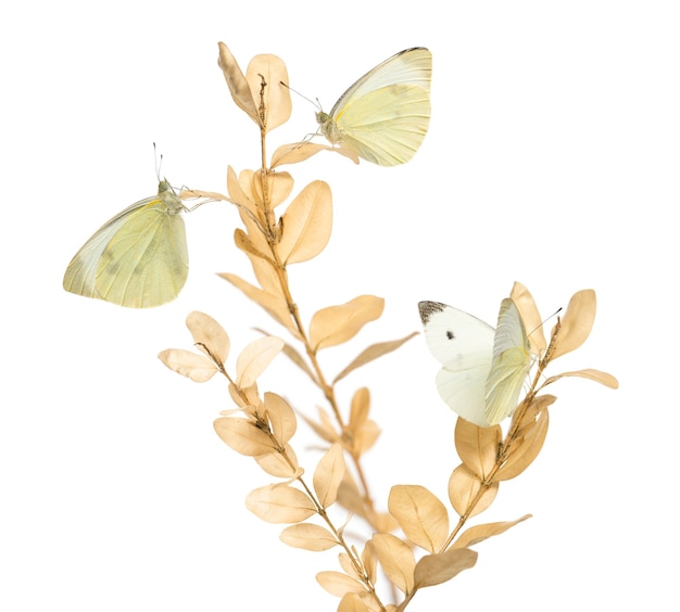 Kleine witte vlinders landden op een plant, colias philodice, geïsoleerd op wit