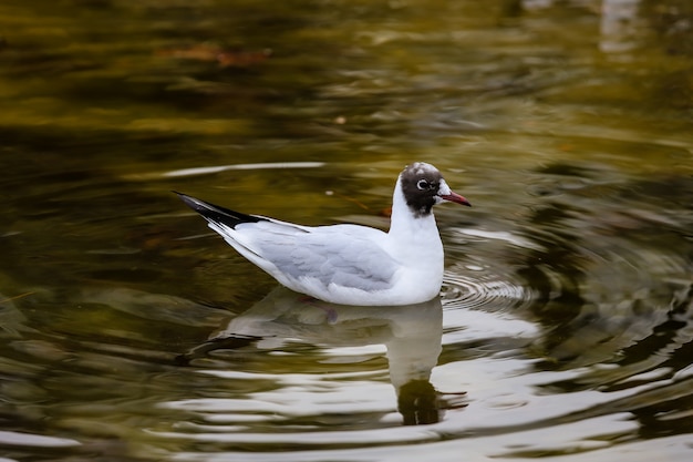 Kleine witte zeemeeuw met zwarte kop in het water