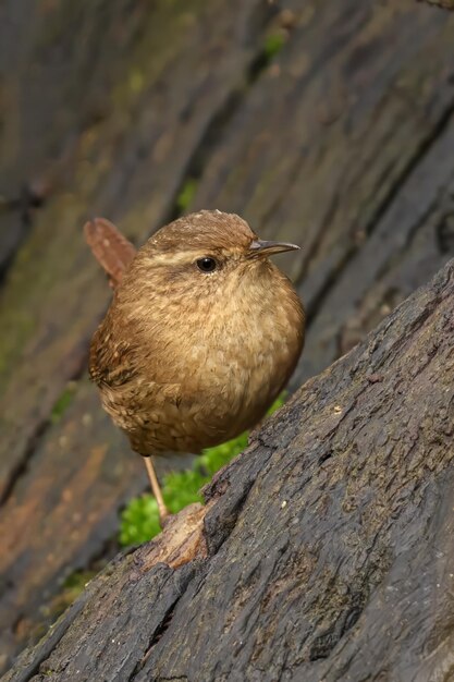 Foto kleine wren vogel op tak bij rotsen