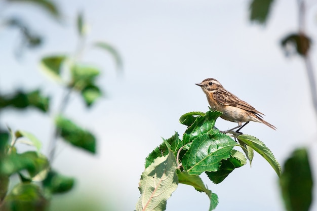 Kleine zangvogel zittend op een tak