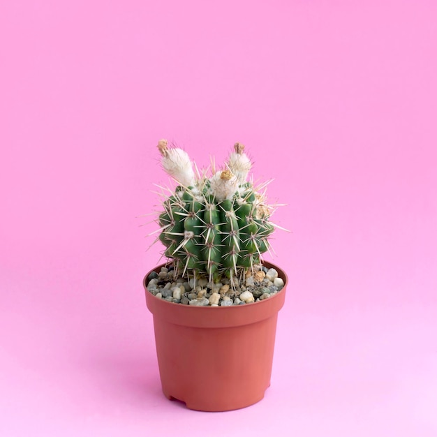 Kleine zelfgemaakte cactus op roze achtergrond