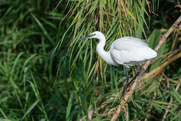 Kleine zilverreiger egretta garzetta malaga spanje