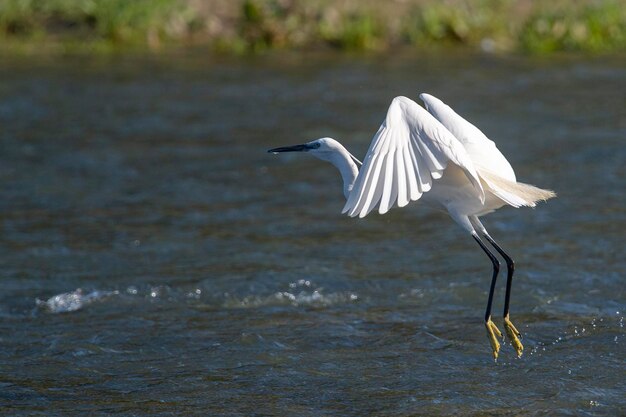 Kleine zilverreiger Egretta garzetta Malaga Spanje