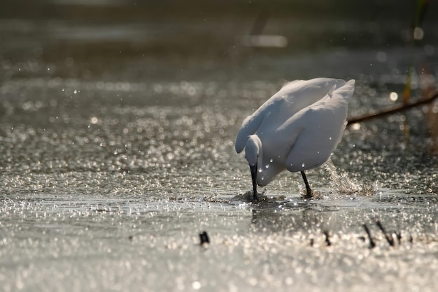 Kleine zilverreiger of Egretta garzetta in de vijver