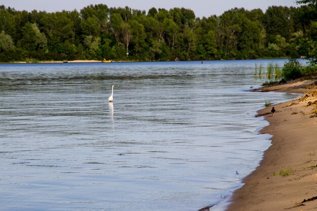 Kleine zilverreiger of witte reiger (Egretta garzetta) op de rivier de Dnjepr