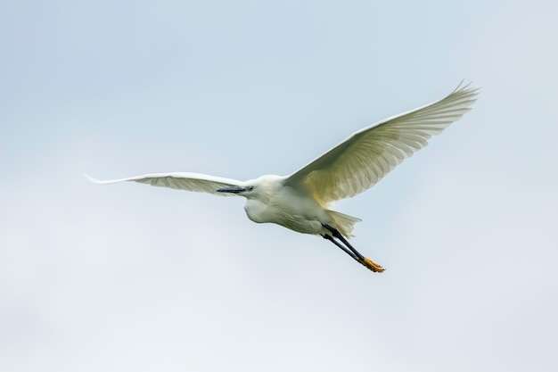 Kleine zilverreiger tijdens de vlucht (Egretta garzetta) Kleine witte reiger