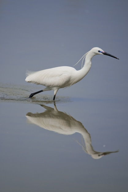 Kleine zilverreiger weerspiegelt in het water