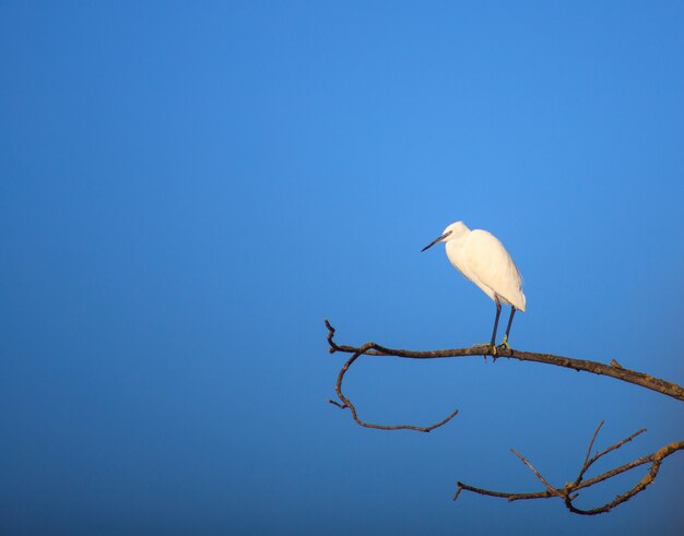 Kleine zilverreiger