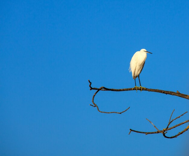 Kleine zilverreiger