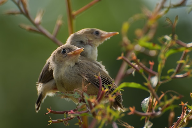 Kleine zingende vogels op boomtak