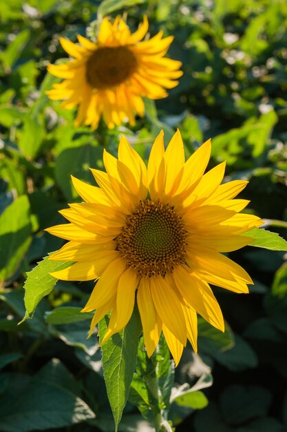 Kleine zonnebloemen op een zonnige dag in het veld