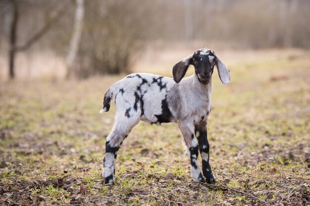 Kleine Zuid-Afrikaanse boergeit die een portret op de natuur maakt