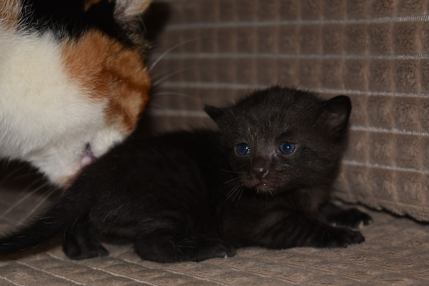 Kleine zwarte harige kitten met mama