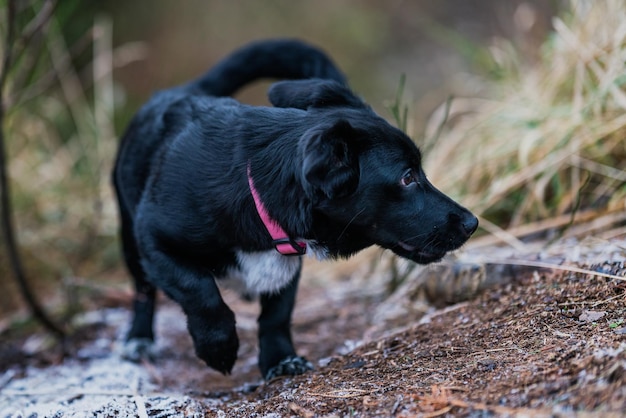 Kleine zwarte hond die op het gras speelt Kleine kruisingshond