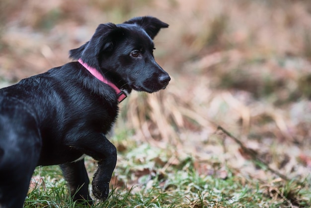 Kleine zwarte hond die op het gras speelt Kleine kruisingshond